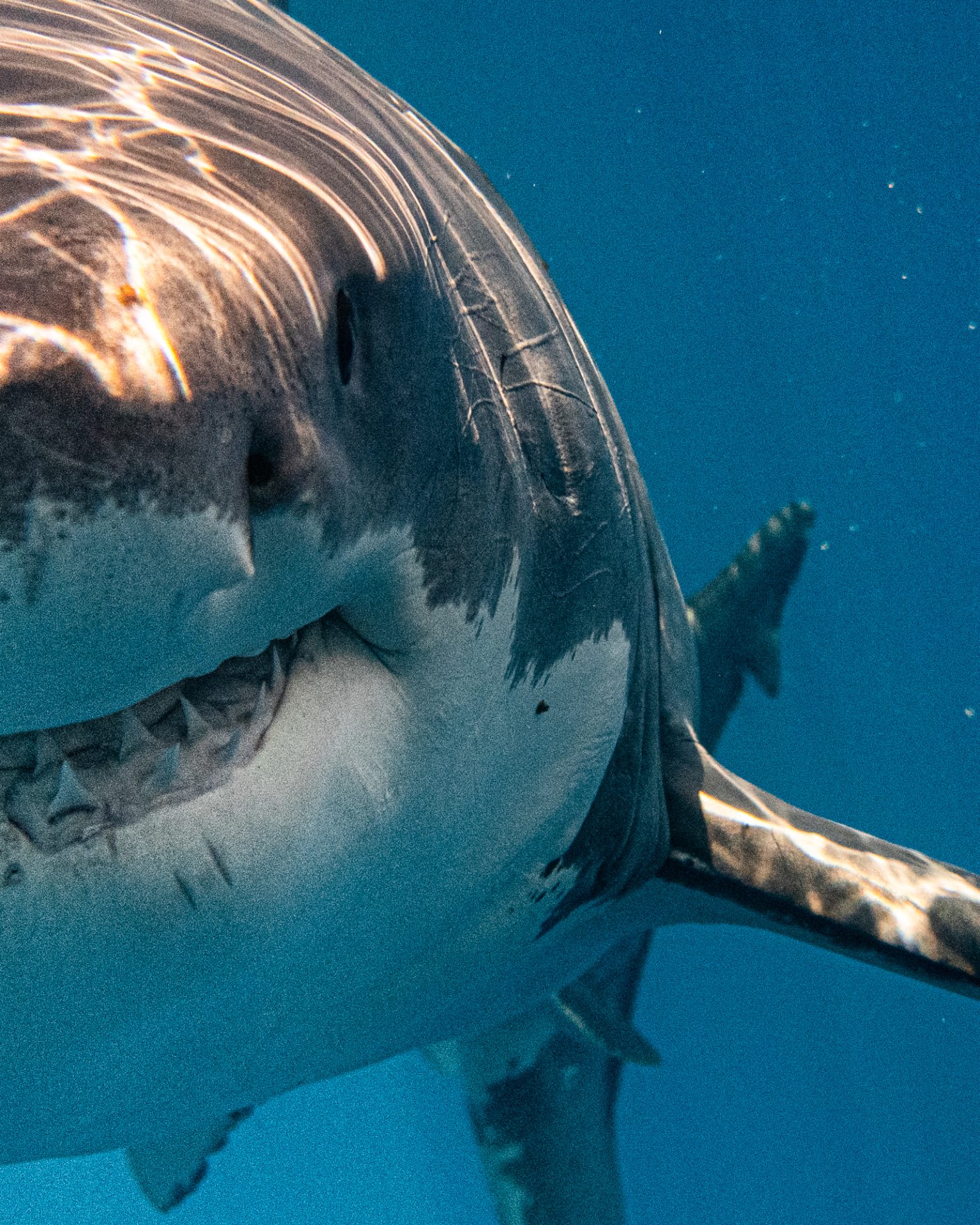 Terrifying Moment as Giant Great White Shark Attempts to Smash Through Divers' Cage, Captured in Thrilling Pictures - Sporting ABC