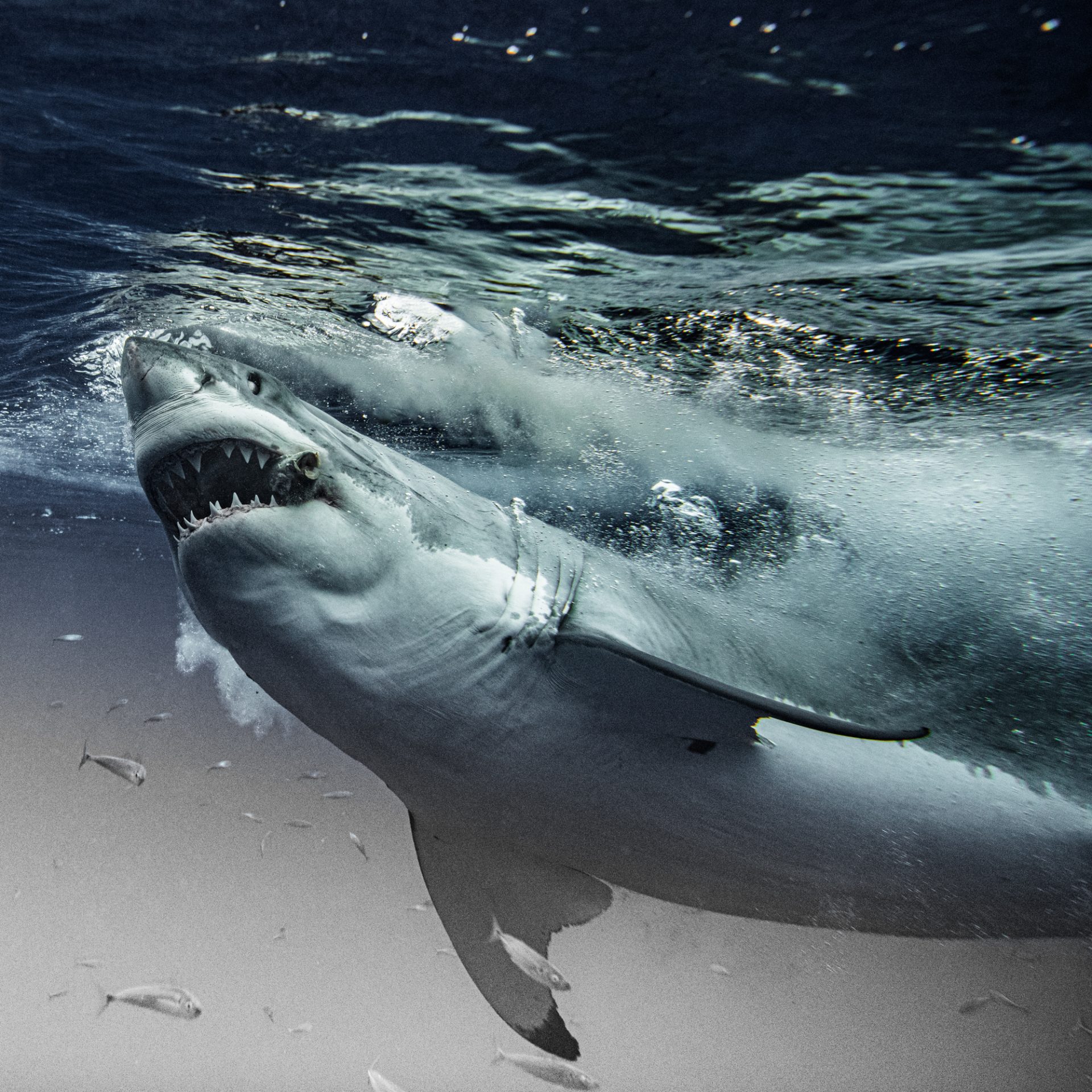 Terrifying Moment as Giant Great White Shark Attempts to Smash Through Divers' Cage, Captured in Thrilling Pictures - Sporting ABC