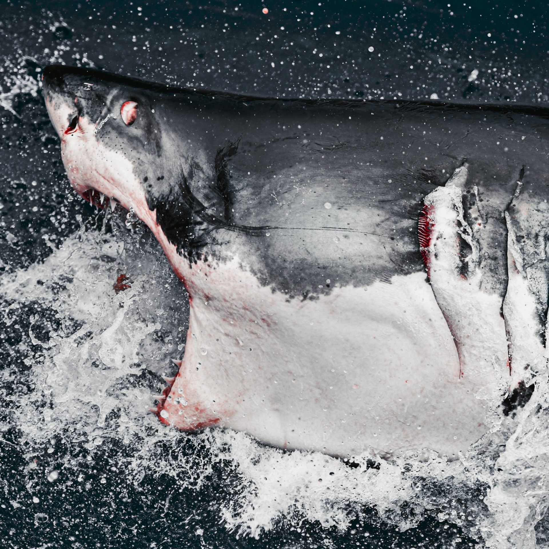 Terrifying Moment as Giant Great White Shark Attempts to Smash Through Divers' Cage, Captured in Thrilling Pictures - Sporting ABC