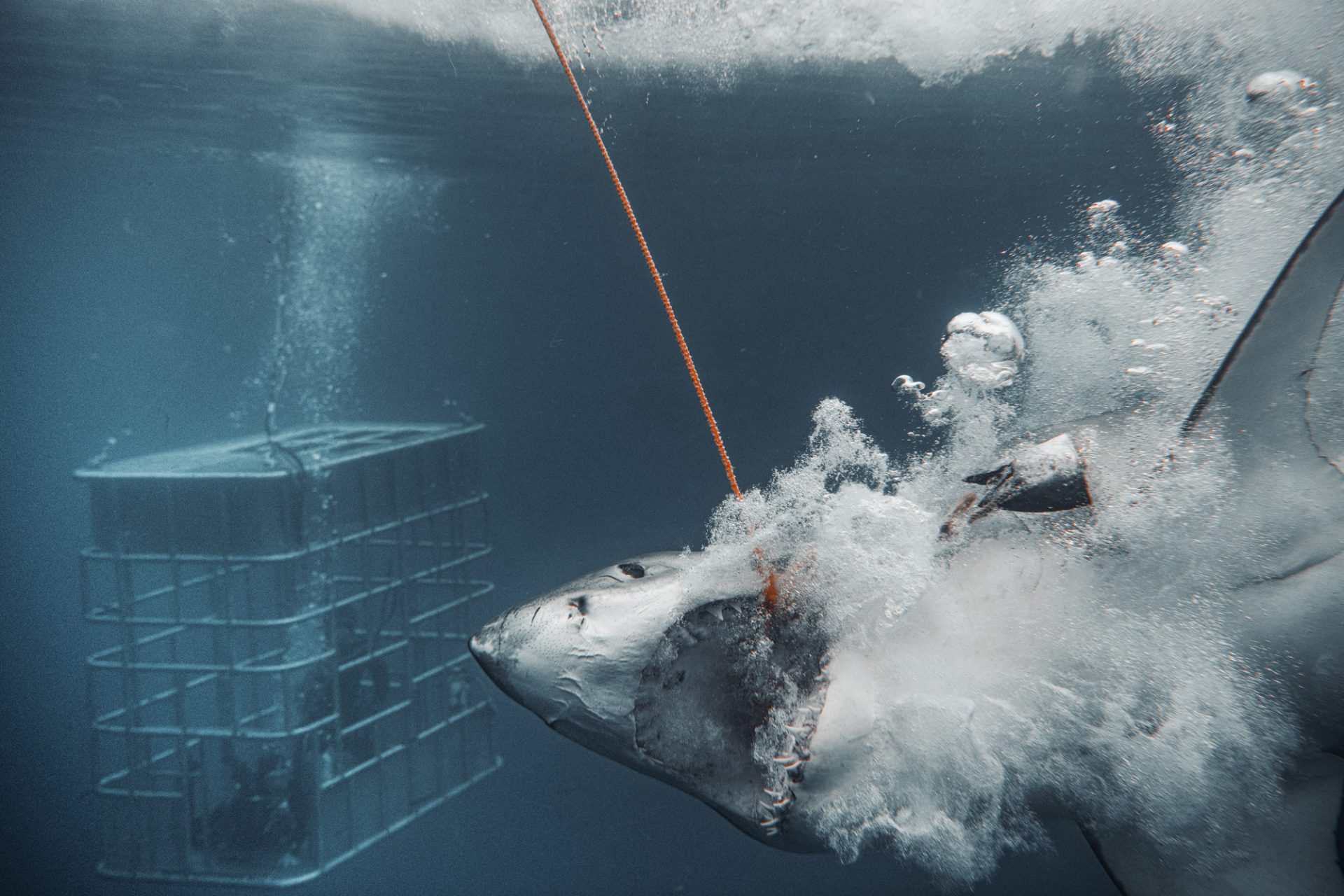 Terrifying Moment as Giant Great White Shark Attempts to Smash Through Divers' Cage, Captured in Thrilling Pictures - Sporting ABC