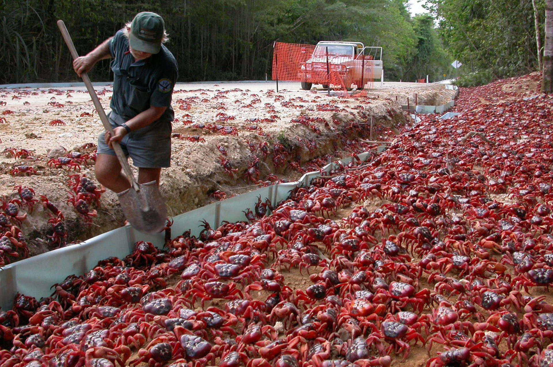 The Amazing Christmas Island Red Crab and its Oceanic Egg-laying Rituals: Majestic Migrations - VK News