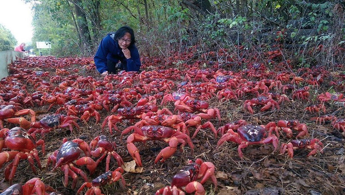 The Amazing Christmas Island Red Crab and its Oceanic Egg-laying Rituals: Majestic Migrations - VK News