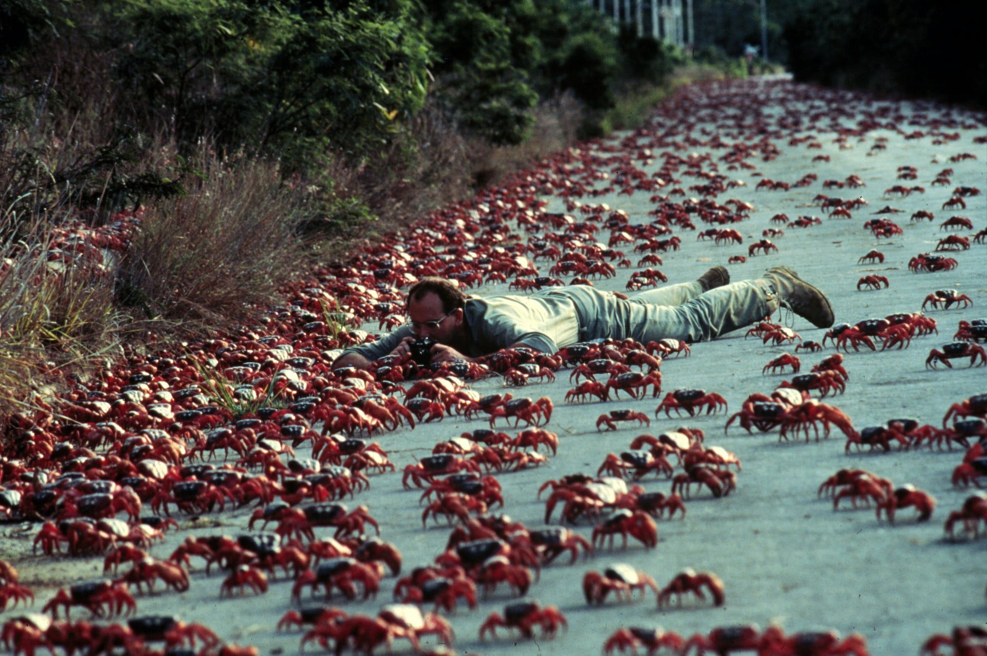 The Amazing Christmas Island Red Crab and its Oceanic Egg-laying Rituals: Majestic Migrations - VK News