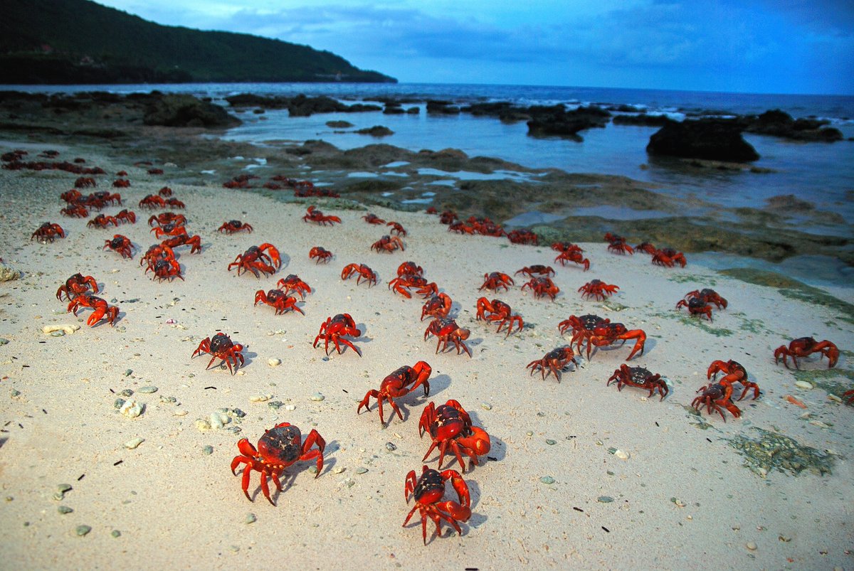 The Amazing Christmas Island Red Crab and its Oceanic Egg-laying Rituals: Majestic Migrations - VK News