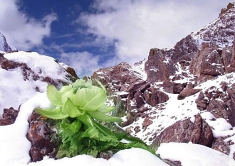 The Hıdden Gem of Hımalaƴan Mountaıns: Beautıful Lotus Flowers - Mnews