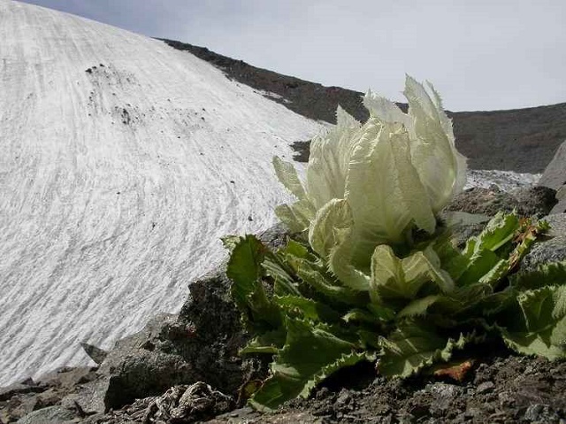 The Hıdden Gem of Hımalaƴan Mountaıns: Beautıful Lotus Flowers - Mnews