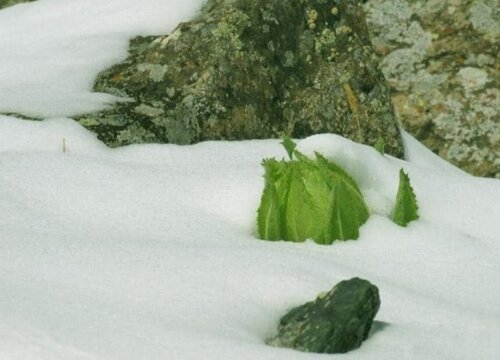 The Hıdden Gem of Hımalaƴan Mountaıns: Beautıful Lotus Flowers - Mnews