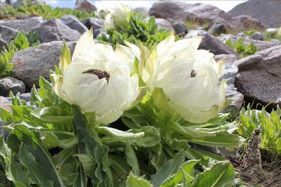 The Hıdden Gem of Hımalaƴan Mountaıns: Beautıful Lotus Flowers - Mnews