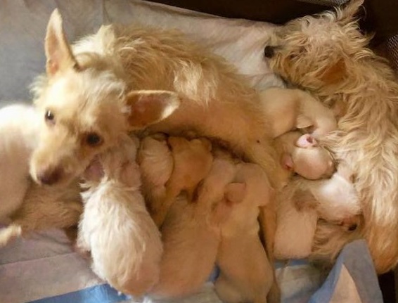 Amidst the alleys, a touching scene unfolded as two stray mother dogs were rescued while tending to their nursing puppies, showcasing the innate strength of maternal instincts. - Puppies Love