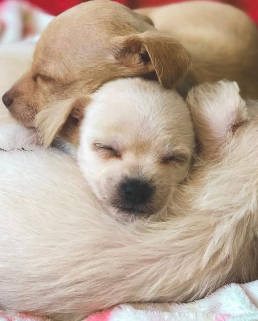 Amidst the alleys, a touching scene unfolded as two stray mother dogs were rescued while tending to their nursing puppies, showcasing the innate strength of maternal instincts. - Puppies Love