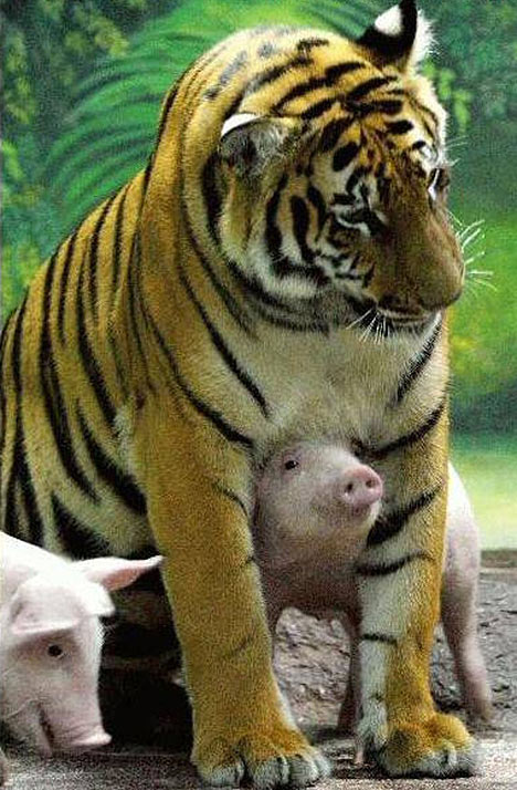 The Incredible Story of a Tiger Who Adopted a Litter of Piglets - Sporting ABC