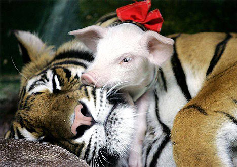 The Incredible Story of a Tiger Who Adopted a Litter of Piglets - Sporting ABC