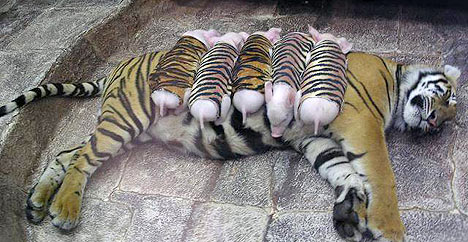 The Incredible Story of a Tiger Who Adopted a Litter of Piglets - Sporting ABC