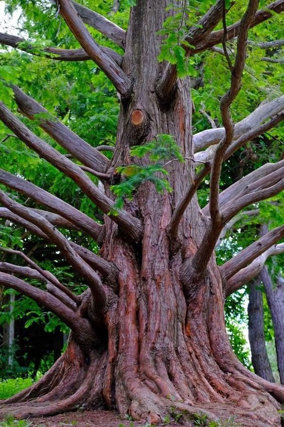 Timeless Witnesses – Exploring the Majesty of Long-Lived Trees - Mnews