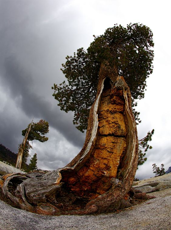 Timeless Witnesses – Exploring the Majesty of Long-Lived Trees - Mnews