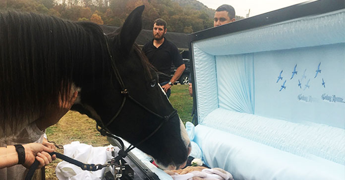 Tender Goodbye: Horse's Final Act of Love Beside Owner Brings Heartache to Onlookers