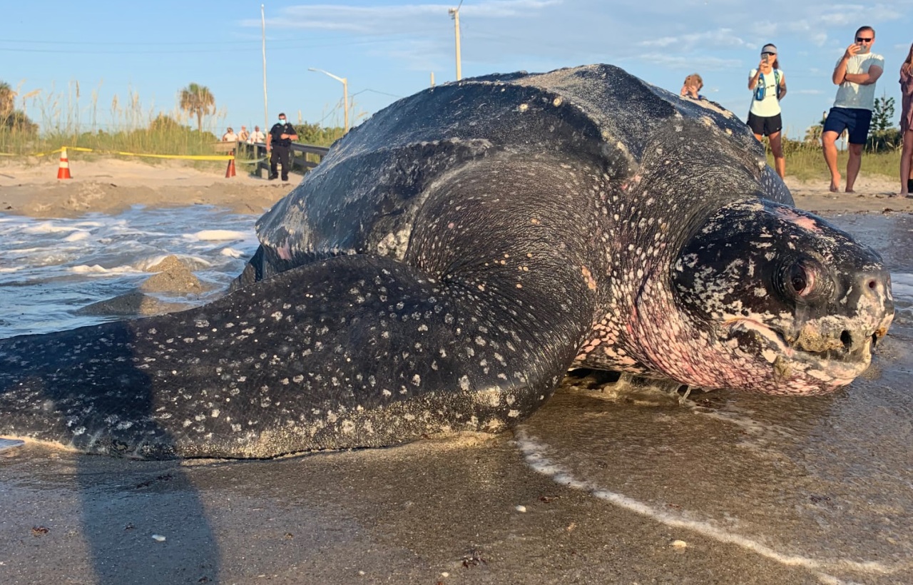 Unveiling the Enigma: Massive and Bizarre Turtle Sightings Puzzle American Beachgoers - Sporting ABC