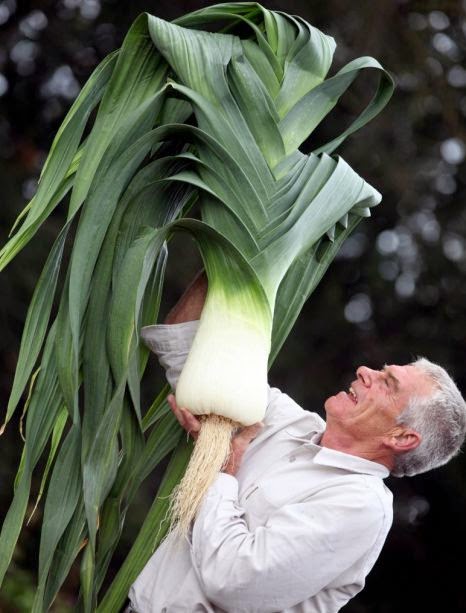 Unveiling Nature's Giants: Embarking on an Epic Journey through the Colossal World of Fruits and Vegetables..D - LifeAnimal