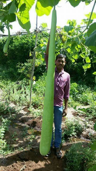 Unveiling Nature's Giants: Embarking on an Epic Journey through the Colossal World of Fruits and Vegetables..D - LifeAnimal