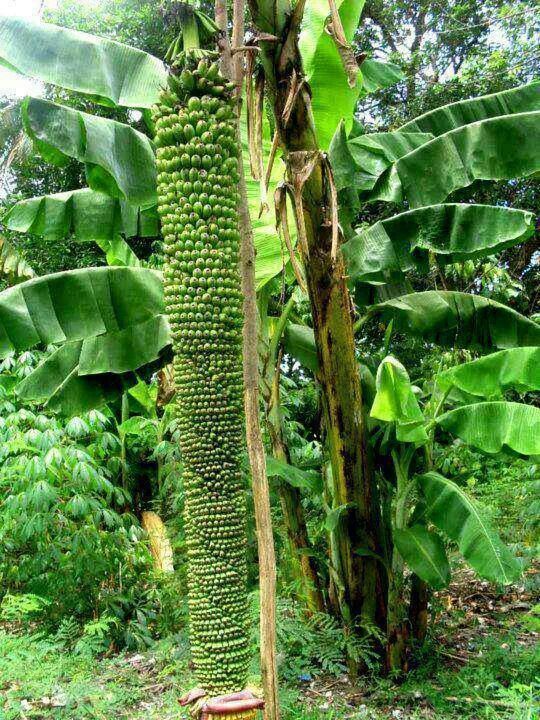 Unveiling Nature's Giants: Embarking on an Epic Journey through the Colossal World of Fruits and Vegetables..D - LifeAnimal