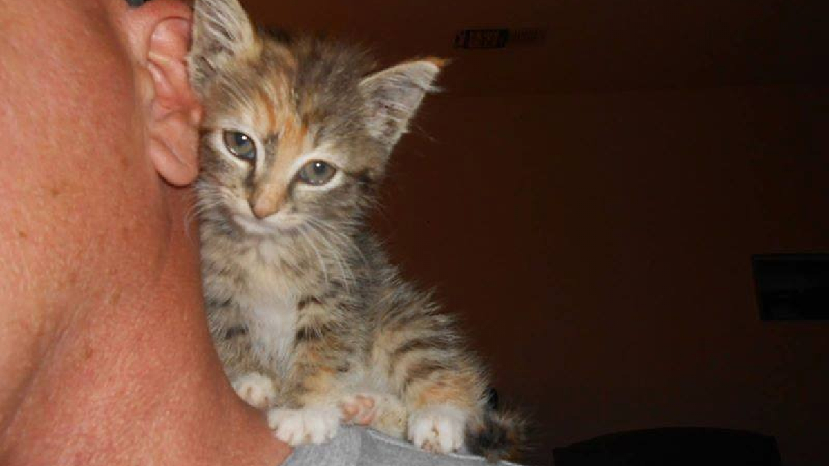 A man ready to do anything to save an abandoned cat on the side of a highway!