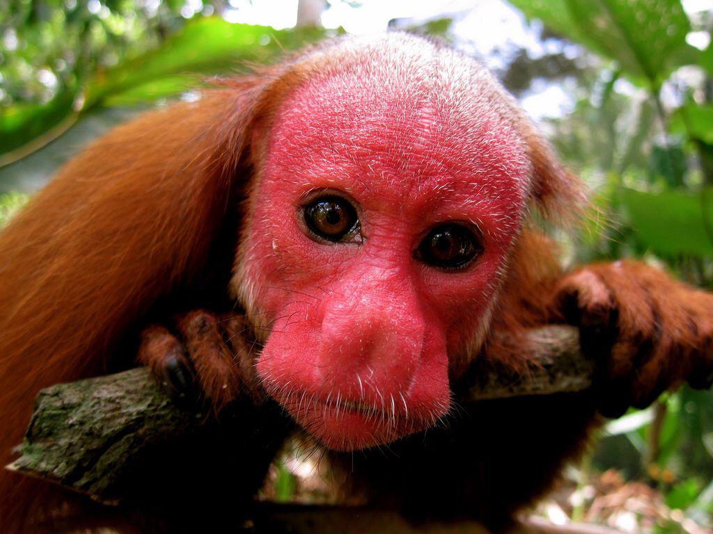 Unveiling the Secrets of its Red-Faced Splendor: The Uakari Bald Monkey - VK News