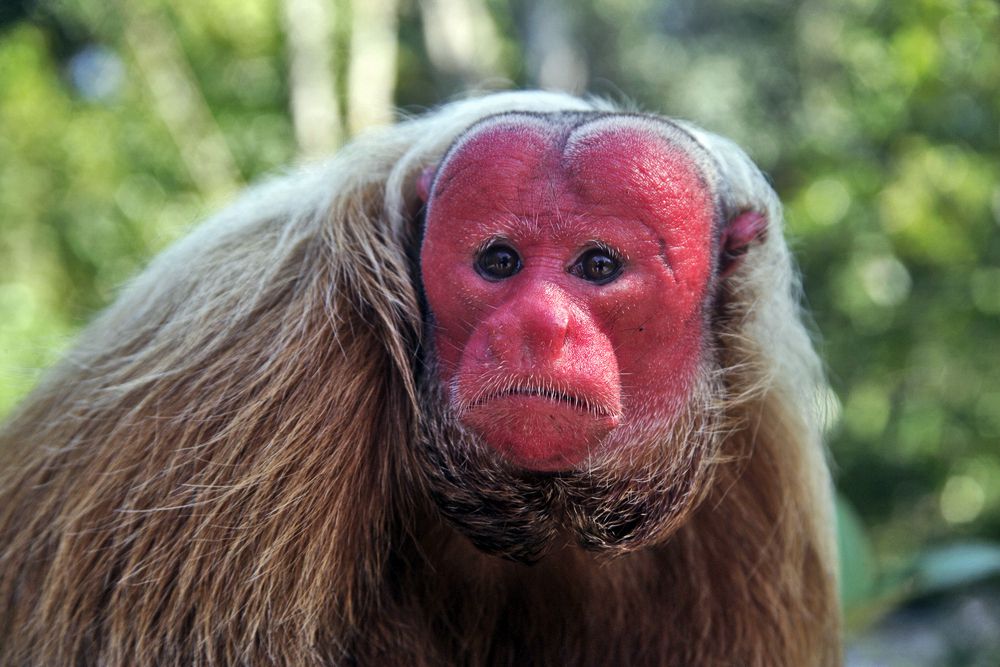 Unveiling the Secrets of its Red-Faced Splendor: The Uakari Bald Monkey - VK News