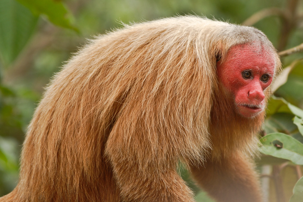 Unveiling the Secrets of its Red-Faced Splendor: The Uakari Bald Monkey - VK News