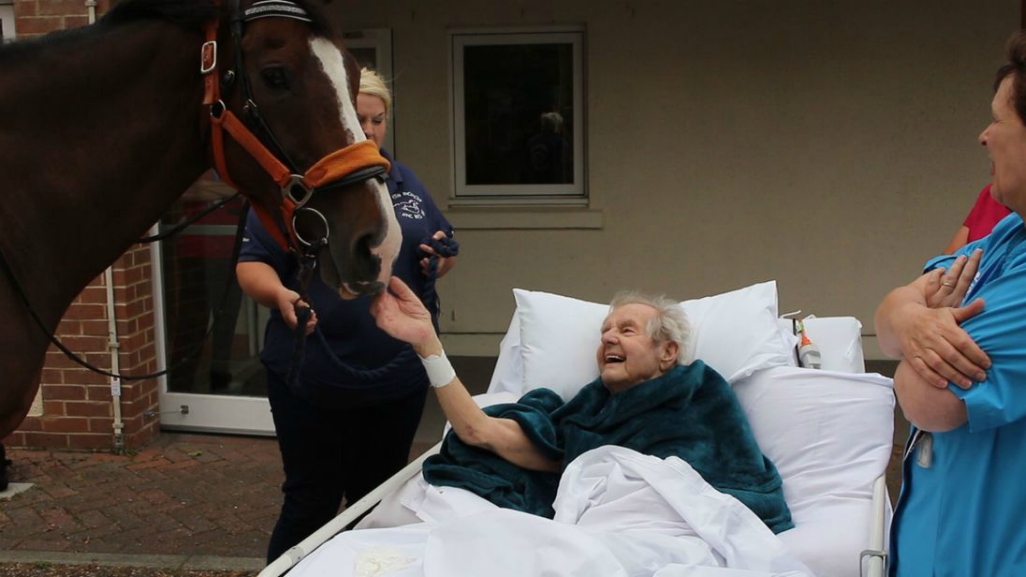 Tender Goodbye: Dying Man's Cherished Horses Pay Him a Surprise Visit in His Last Days (Video)