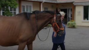 Tender Goodbye: Dying Man's Cherished Horses Pay Him a Surprise Visit in His Last Days (Video)