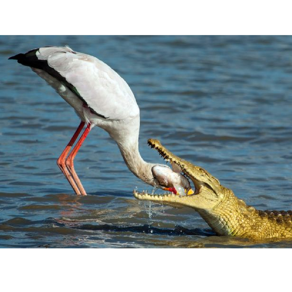 Fearless Stork Dives into Crocodile's Jaws to Retrieve Its Meal. l - LifeAnimal