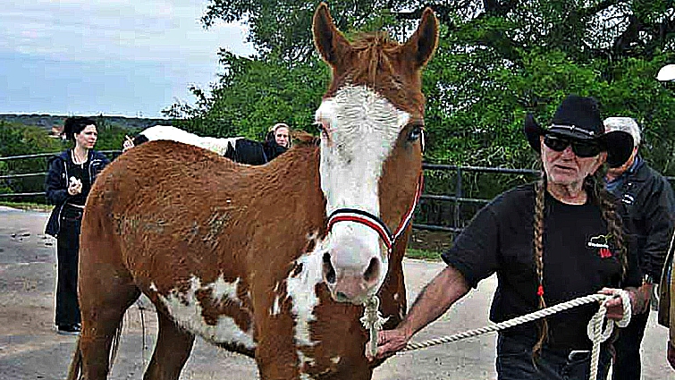 Country Singer Willie Nelson Rescued 70 Horses From Slaughterhouse