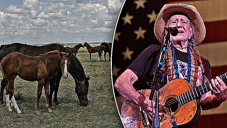 Country Singer Willie Nelson Rescued 70 Horses From Slaughterhouse