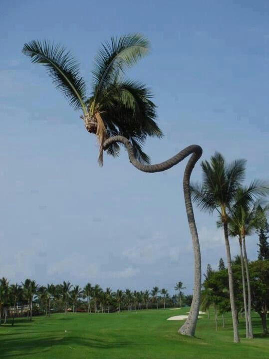 Witness the Amazing Site of a 200-meter-high coconut tree that resembles a flying giant python. - Mnews