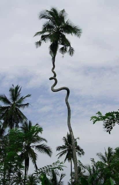 Witness the Amazing Site of a 200-meter-high coconut tree that resembles a flying giant python. - Mnews