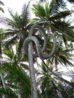 Witness the Amazing Site of a 200-meter-high coconut tree that resembles a flying giant python. - Mnews