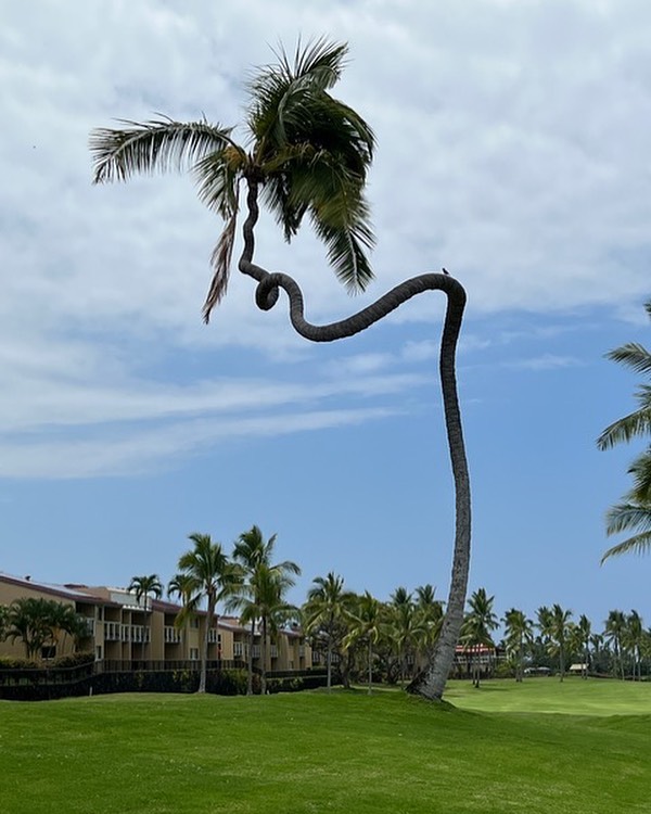 Witness the Amazing Site of a 200-meter-high coconut tree that resembles a flying giant python. - Mnews