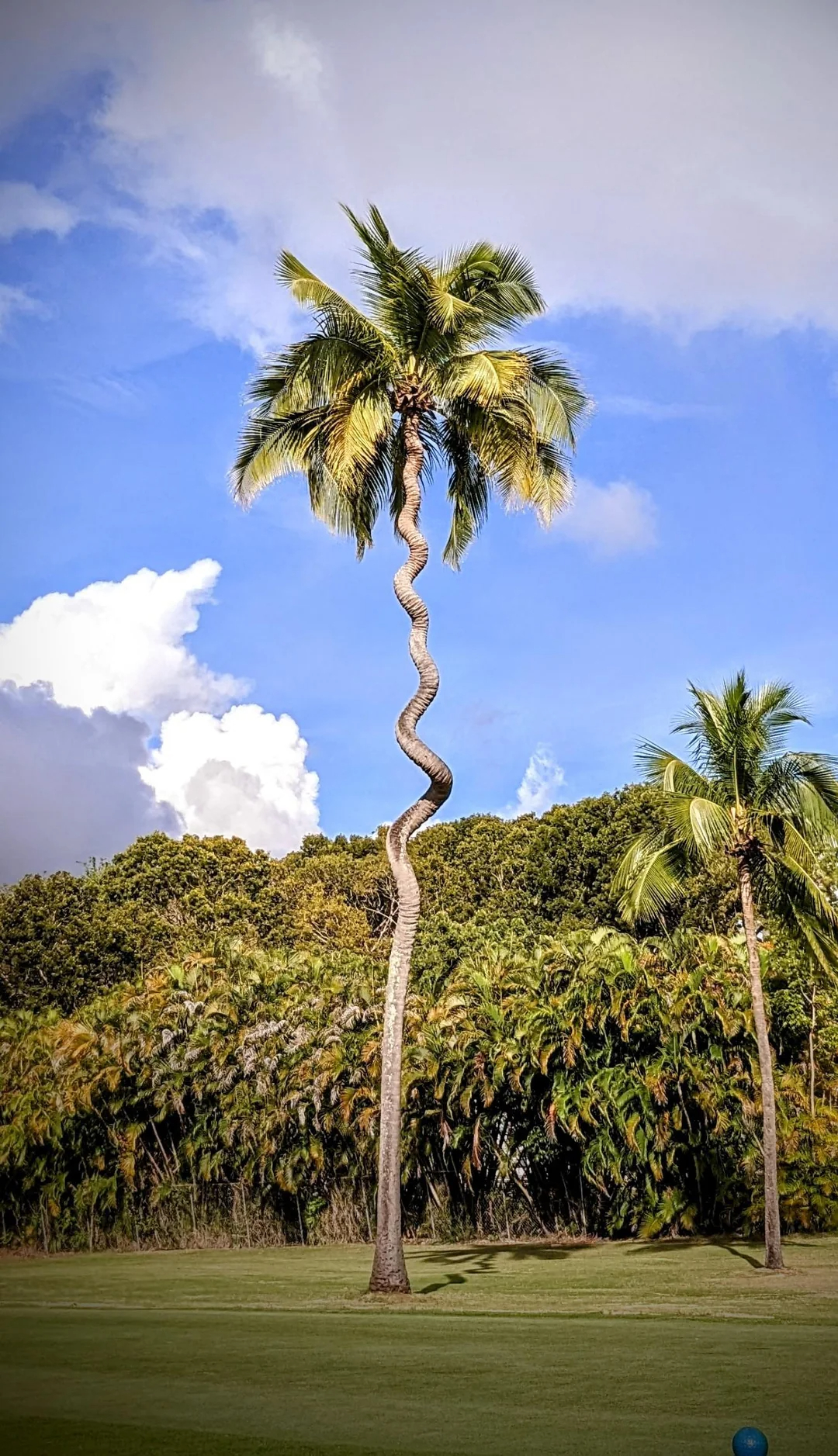 Witness the Amazing Site of a 200-meter-high coconut tree that resembles a flying giant python. - Mnews