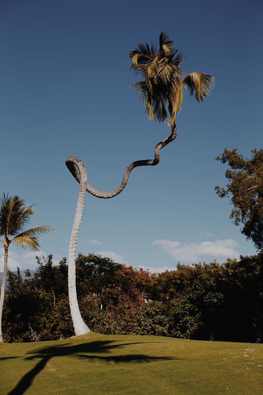 Witness the Amazing Site of a 200-meter-high coconut tree that resembles a flying giant python. - Mnews