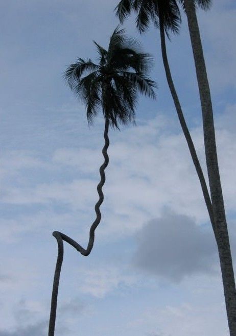 Witness the Amazing Site of a 200-meter-high coconut tree that resembles a flying giant python. - Mnews