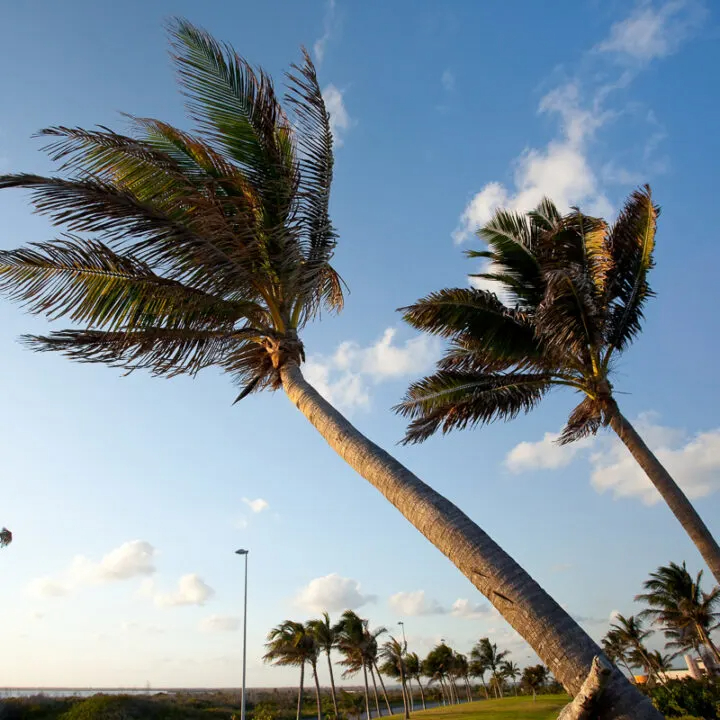 Witness the Amazing Site of a 200-meter-high coconut tree that resembles a flying giant python. - Mnews