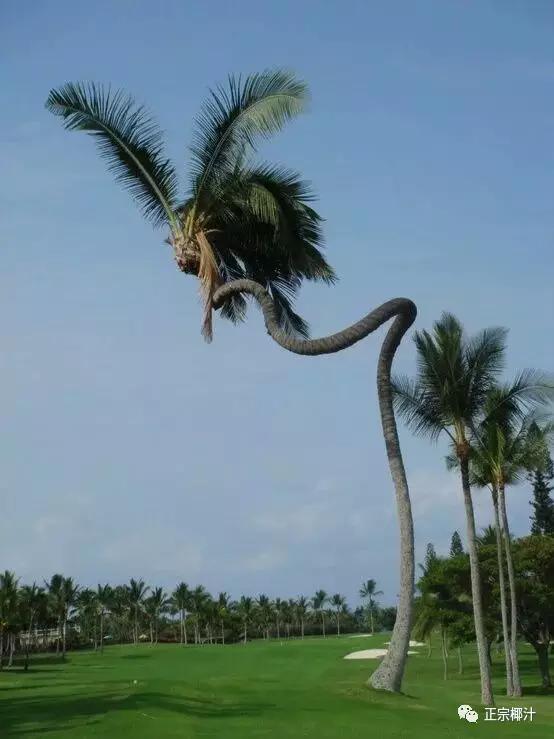 Witness the Amazing Site of a 200-meter-high coconut tree that resembles a flying giant python. - Mnews