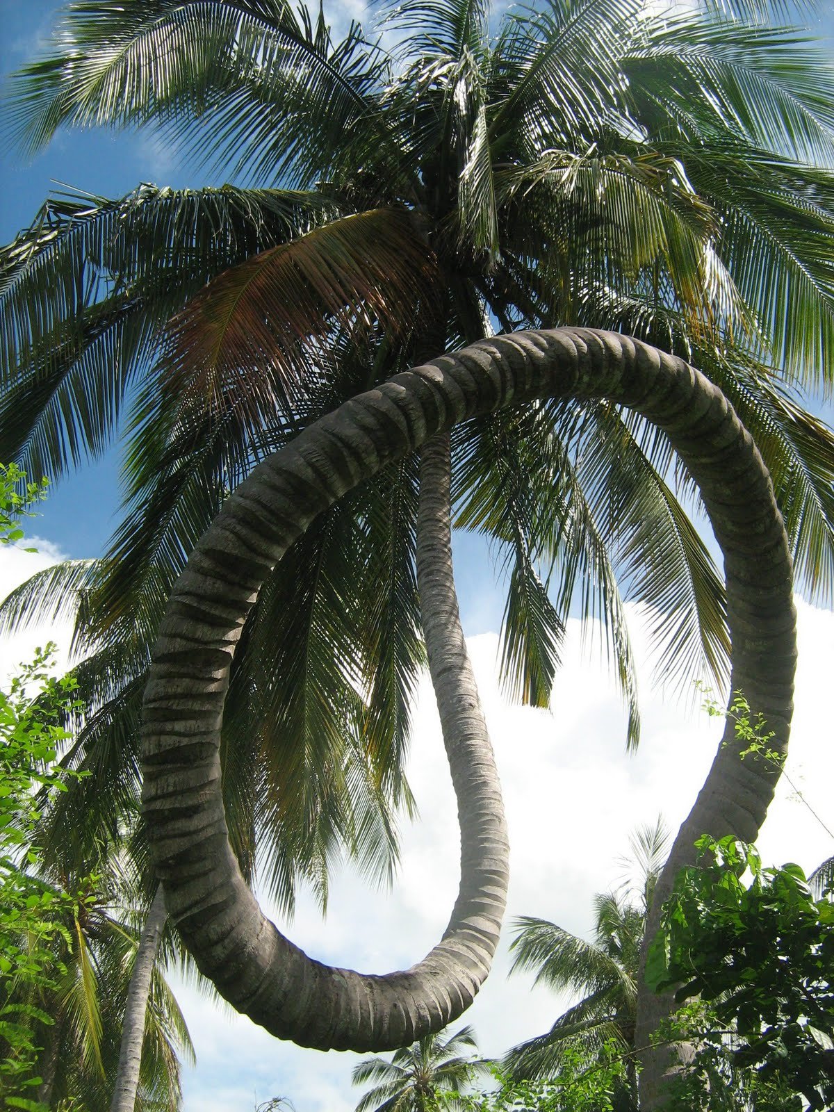 Witness the Amazing Site of a 200-meter-high coconut tree that resembles a flying giant python. - Mnews