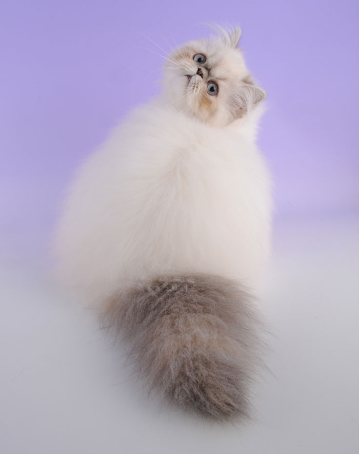 "Cat-tivating Beauty: A Collection of Stunning Felines from Around the Globe" - Yeudon