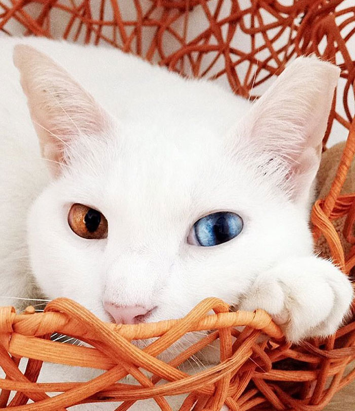 "Cat-tivating Beauty: A Collection of Stunning Felines from Around the Globe" - Yeudon