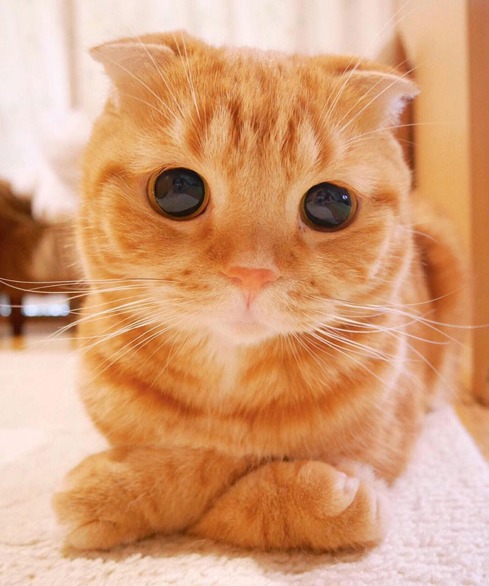 "Cat-tivating Beauty: A Collection of Stunning Felines from Around the Globe" - Yeudon