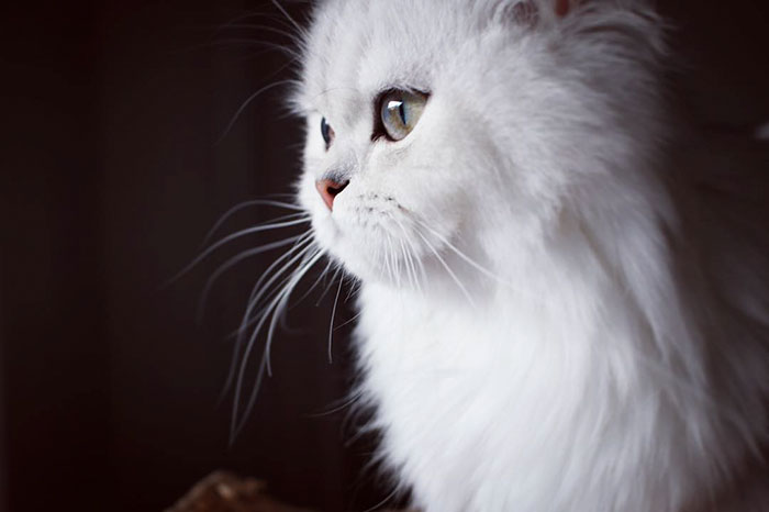 "Cat-tivating Beauty: A Collection of Stunning Felines from Around the Globe" - Yeudon