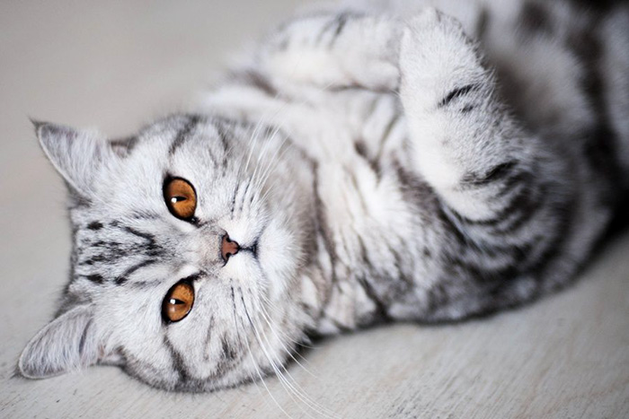 "Cat-tivating Beauty: A Collection of Stunning Felines from Around the Globe" - Yeudon