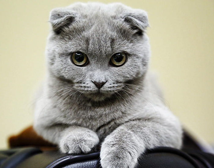 "Cat-tivating Beauty: A Collection of Stunning Felines from Around the Globe" - Yeudon