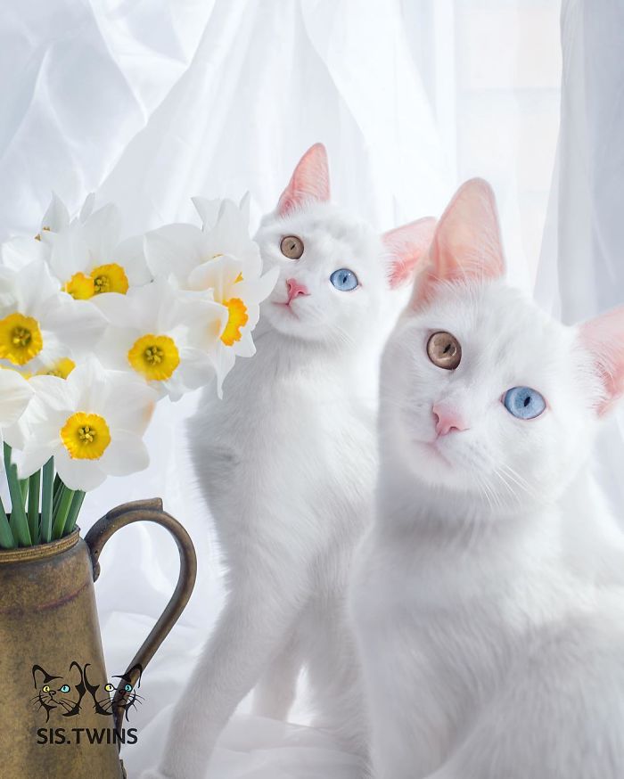 "Cat-tivating Beauty: A Collection of Stunning Felines from Around the Globe" - Yeudon